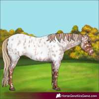 Horse Color:Red Roan Appaloosa 