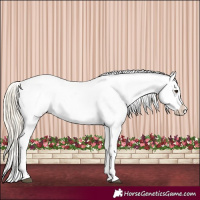 Horse Color:Palomino Appaloosa