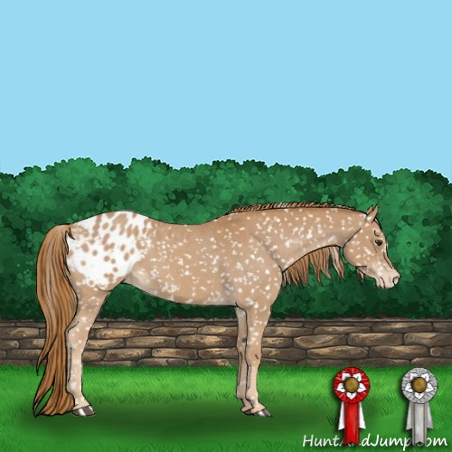 Horse Color:Red Roan Appaloosa 