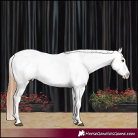 Horse Color:Red Onyx Roan Appaloosa