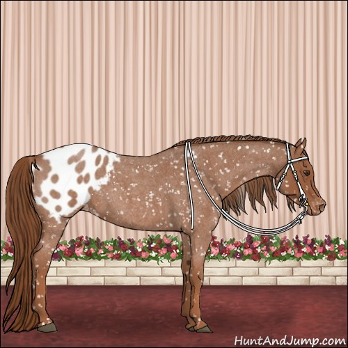 Horse Color:Red Roan Appaloosa 