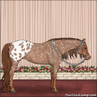 Horse Color:Red Roan Appaloosa 