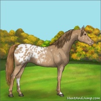 Horse Color:Red Roan Appaloosa 