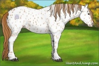 Horse Color:Red Roan Appaloosa 