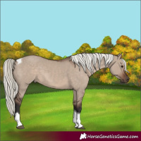 Horse Color:Liver Red Dun Mushroom Tobiano