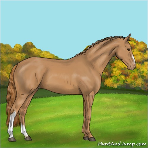 Horse Color:Chestnut Varnish 