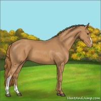 Horse Color:Chestnut Appaloosa