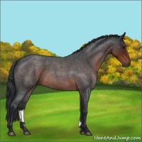 Horse Color:Brown Roan