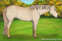 Horse Color:Palomino Dun Splash 