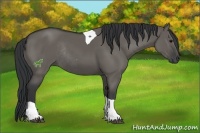 Horse Color:Grullo Tobiano Rabicano 