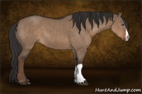 Horse Color:Liver Red Dun 