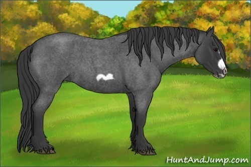Horse Color:Blue Roan Splash Frame 