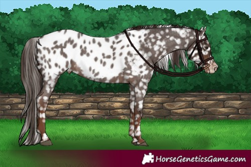 Horse Color:Liver Red Roan Appaloosa 