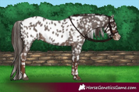 Horse Color:Liver Red Roan Near Leopard 