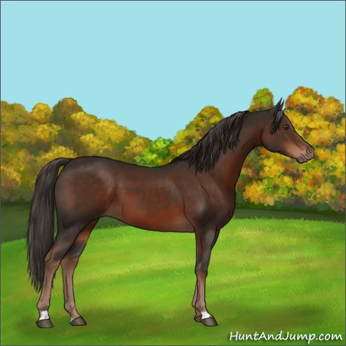 Horse Color:Liver Chestnut 