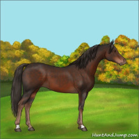 Horse Color:Liver Chestnut 