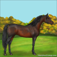 Horse Color:Brown 