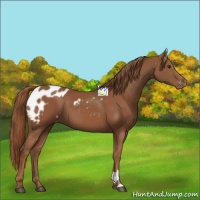 Horse Color:Chestnut  and Chestnut Blanket 