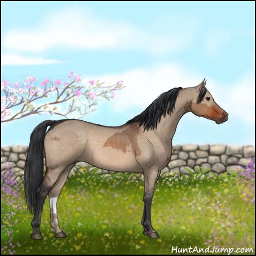 Horse Color:Bay Dun and Bay Dun Rabicano