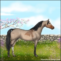 Horse Color:Bay Dun  and Bay Dun Rabicano 