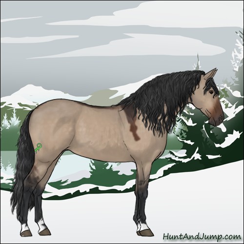 Horse Color:Bay Dun Sabino 