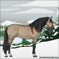 Horse Color:Bay Dun Sabino 