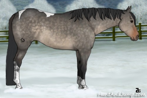 Horse Color:Brown Dun Tobiano 