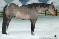 Horse Color:Brown Dun Tobiano