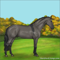 Horse Color:Grullo