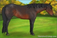 Horse Color:Brown 