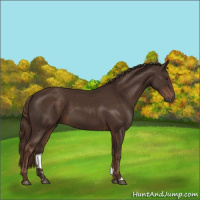 Horse Color:Liver Chestnut 