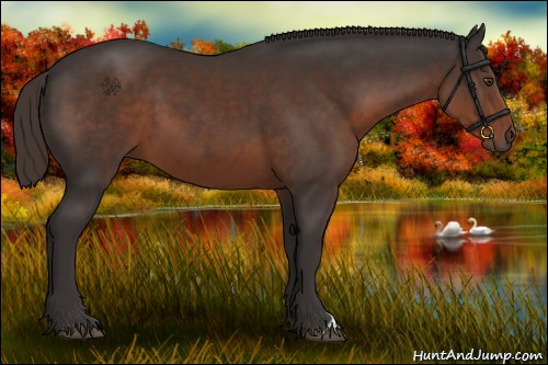 Horse Color:Liver Chestnut 