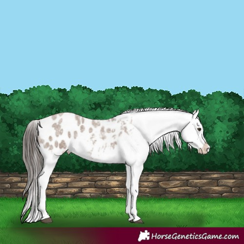 Horse Color:Liver Red Dun Roan Appaloosa 