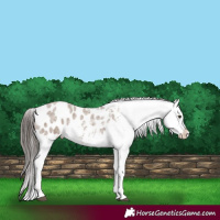 Horse Color:Liver Red Dun Roan Appaloosa 