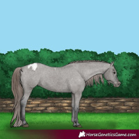 Horse Color:Grullo Appaloosa 