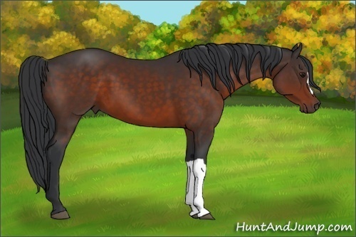 Horse Color:Brown 