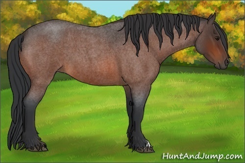 Horse Color:Bay Roan 