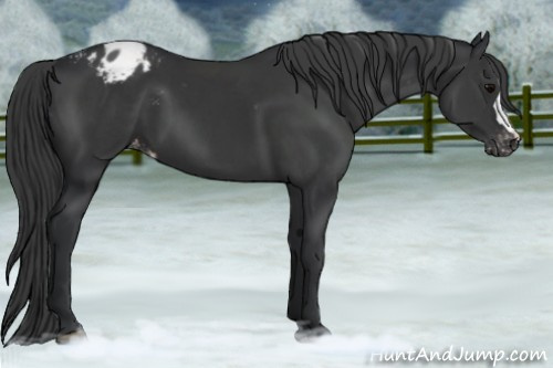 Horse Color:Black Appaloosa 