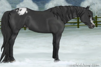 Horse Color:Black Appaloosa