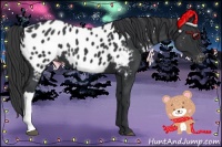 Horse Color:Black Appaloosa