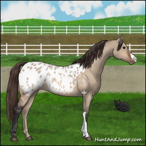 Horse Color:Bay Dun Appaloosa 