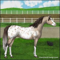 Horse Color:Bay Dun Splash Appaloosa 