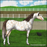 Horse Color:Bay Dun Splash Appaloosa 