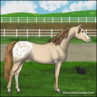 Horse Color:Red Dun Splash Appaloosa 