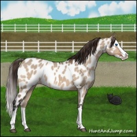 Horse Color:Bay Dun Splash Appaloosa 