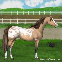 Horse Color:Bay Dun Splash Appaloosa 