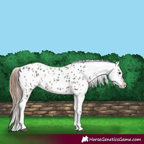 Horse Color:Grullo Tobiano Appaloosa 