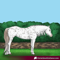Horse Color:Grullo Tobiano Appaloosa 