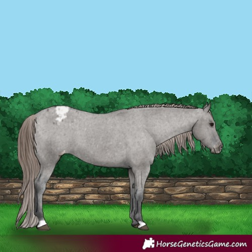 Horse Color:Grullo Appaloosa 