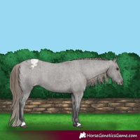 Horse Color:Grullo Appaloosa 